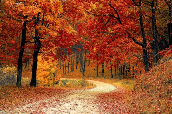 Autumn forest with trees displaying orange, red, and yellow foliage along a forest path.