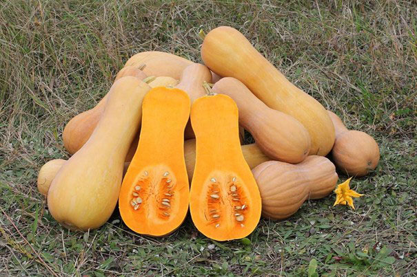 “Whole butternut squash with smooth beige skin.