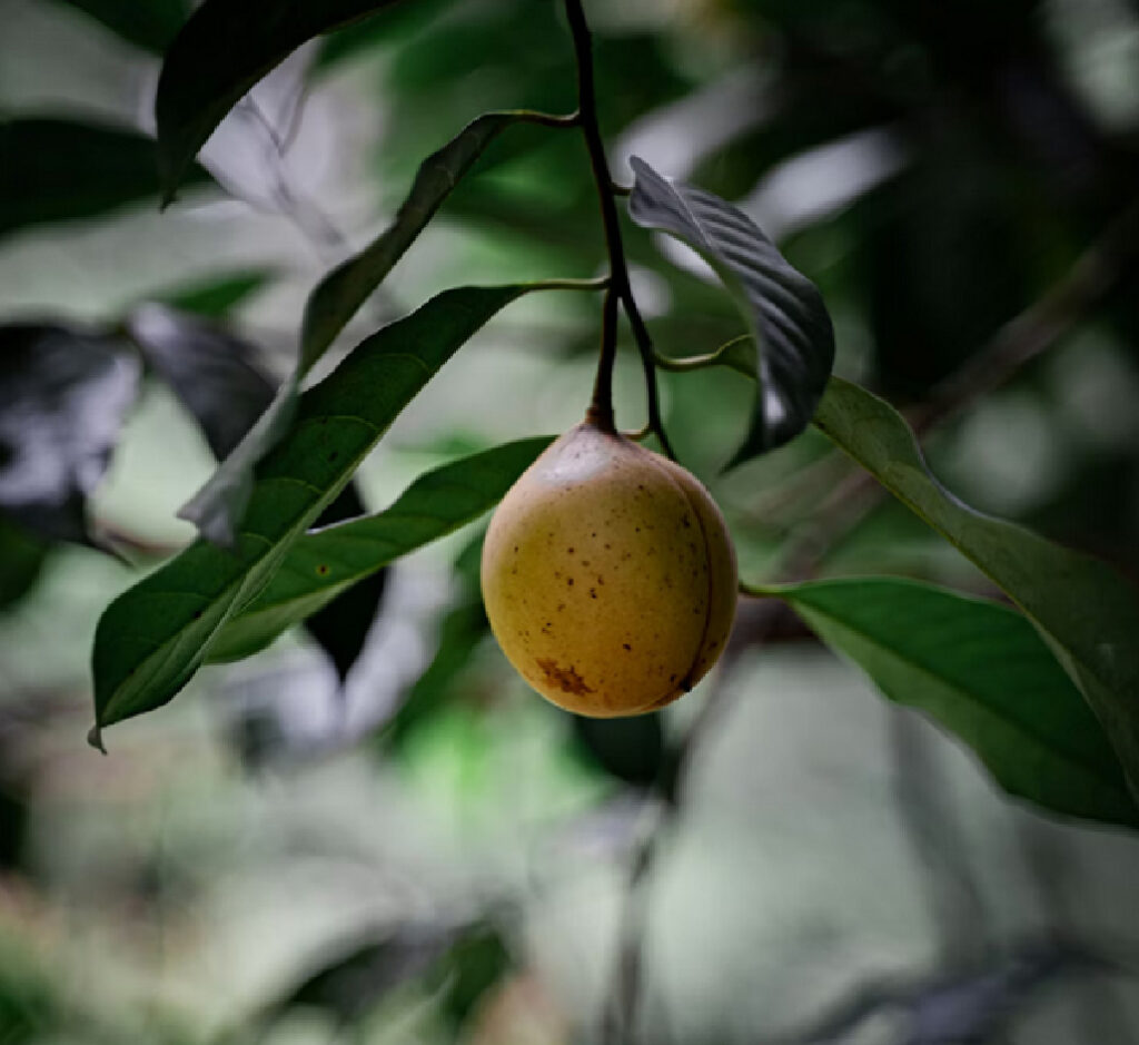 nutmeg fruit