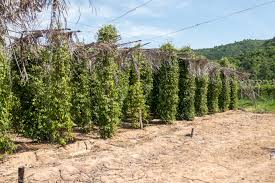 Kampot pepper Cambodia
