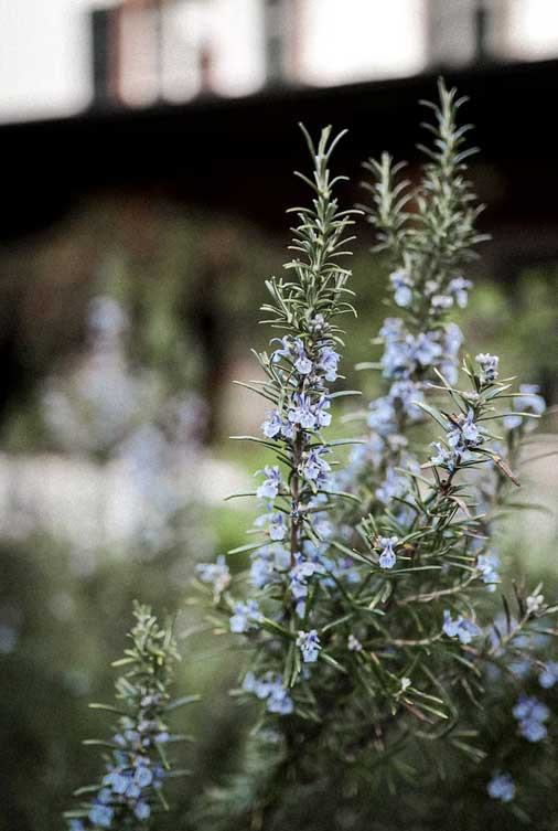 Rosemary flower